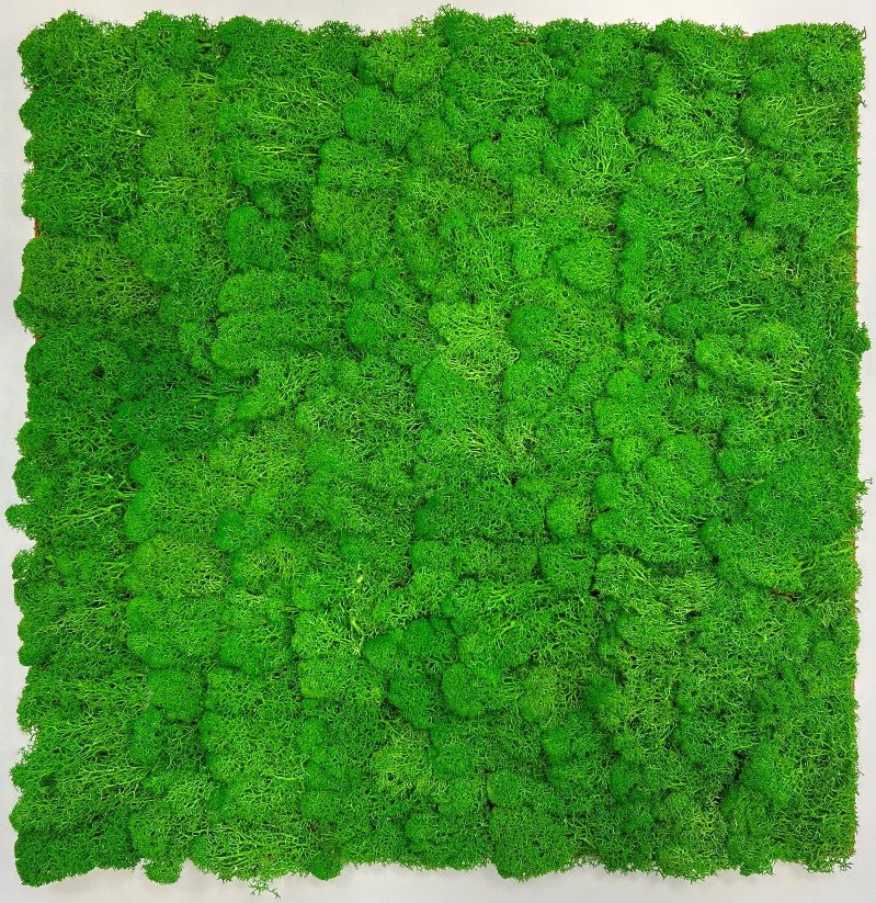 Your Walls Mos Wandpaneel Rijk Groen 52x52cm - Solza.nl